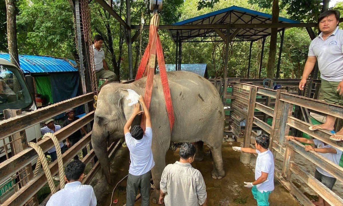 គួរឲ្យសោកស្តាយ ! ដំរីញីជាទីស្រឡាញ់ឈ្មោះ«ឡាក់គី» បានស្លាប់ហើយ